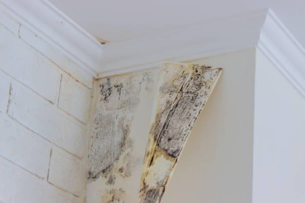 Best Environmental Consulting for Mold Prevention  in Celoron, NY